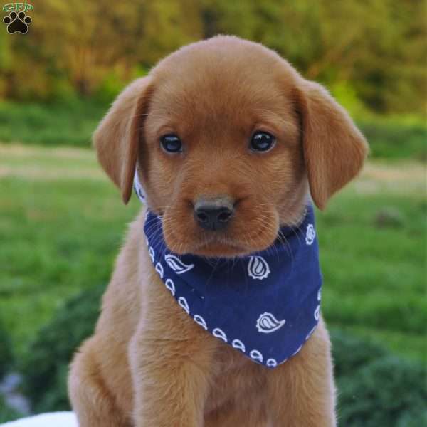 Redwood, Fox Red Labrador Retriever Puppy